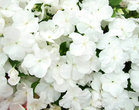USBRANDSEED dwarf white impatiens seeds ideal for borders and window boxes in shade