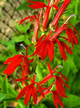 USBRANDSEED Easy-to-grow perennial for borders.