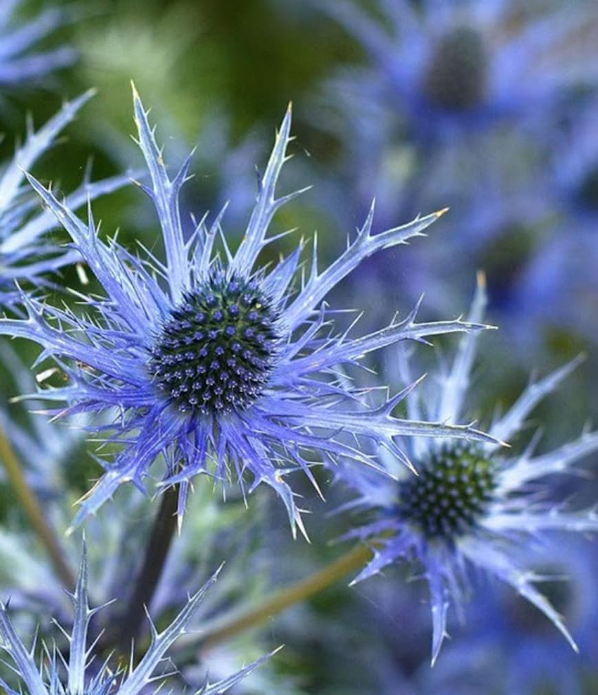 USBRANDSEED eryngium flower heads for striking cut flowers and dried arrangements.