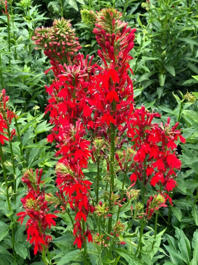 USBRANDSEED Red Lobelia blooms attracting hummingbirds.