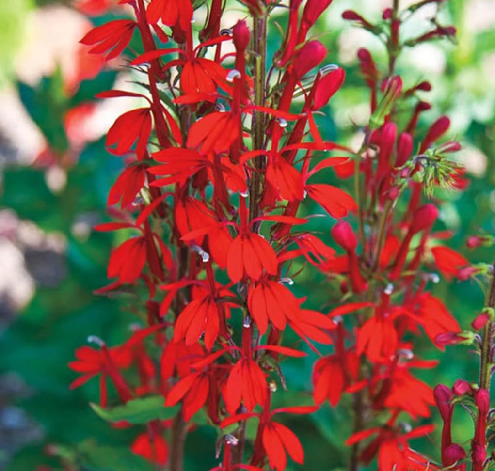 USBRANDSEED Moist, well-drained soil essential for growth.