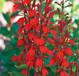 USBRANDSEED Moist, well-drained soil essential for growth.