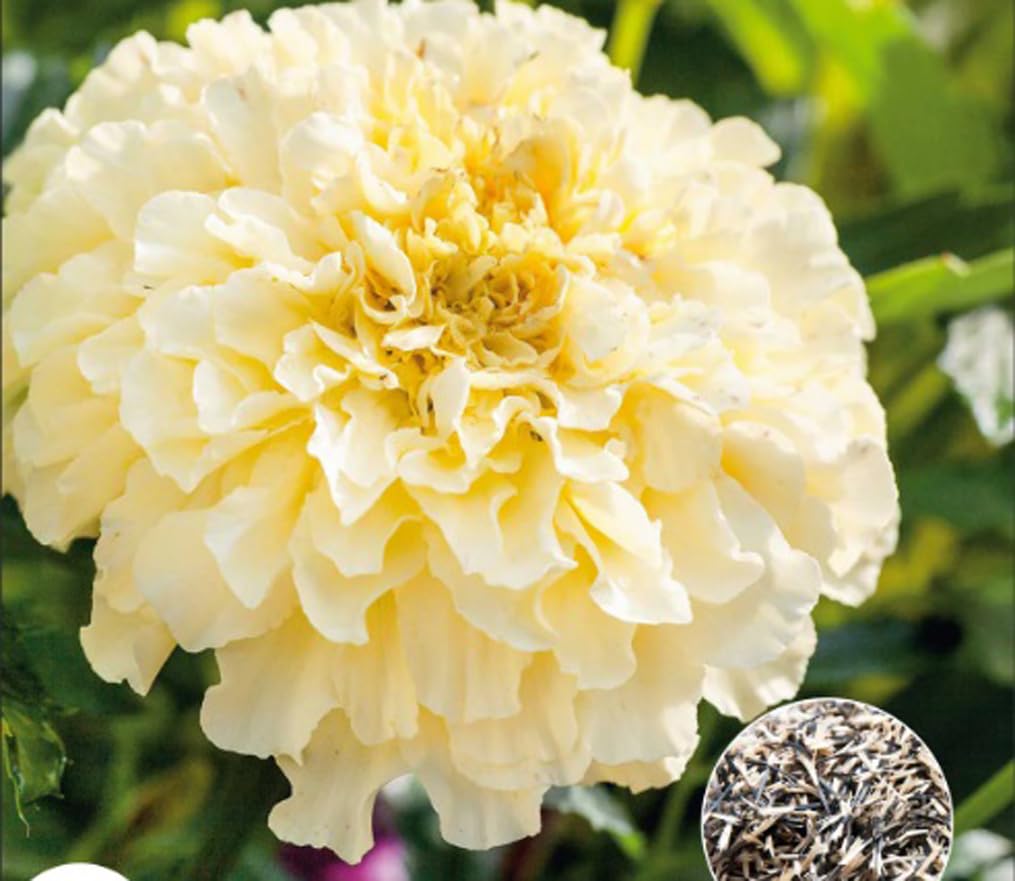 USBRANDSEED Moonlight double marigold blooms ideal for borders or indoor arrangements