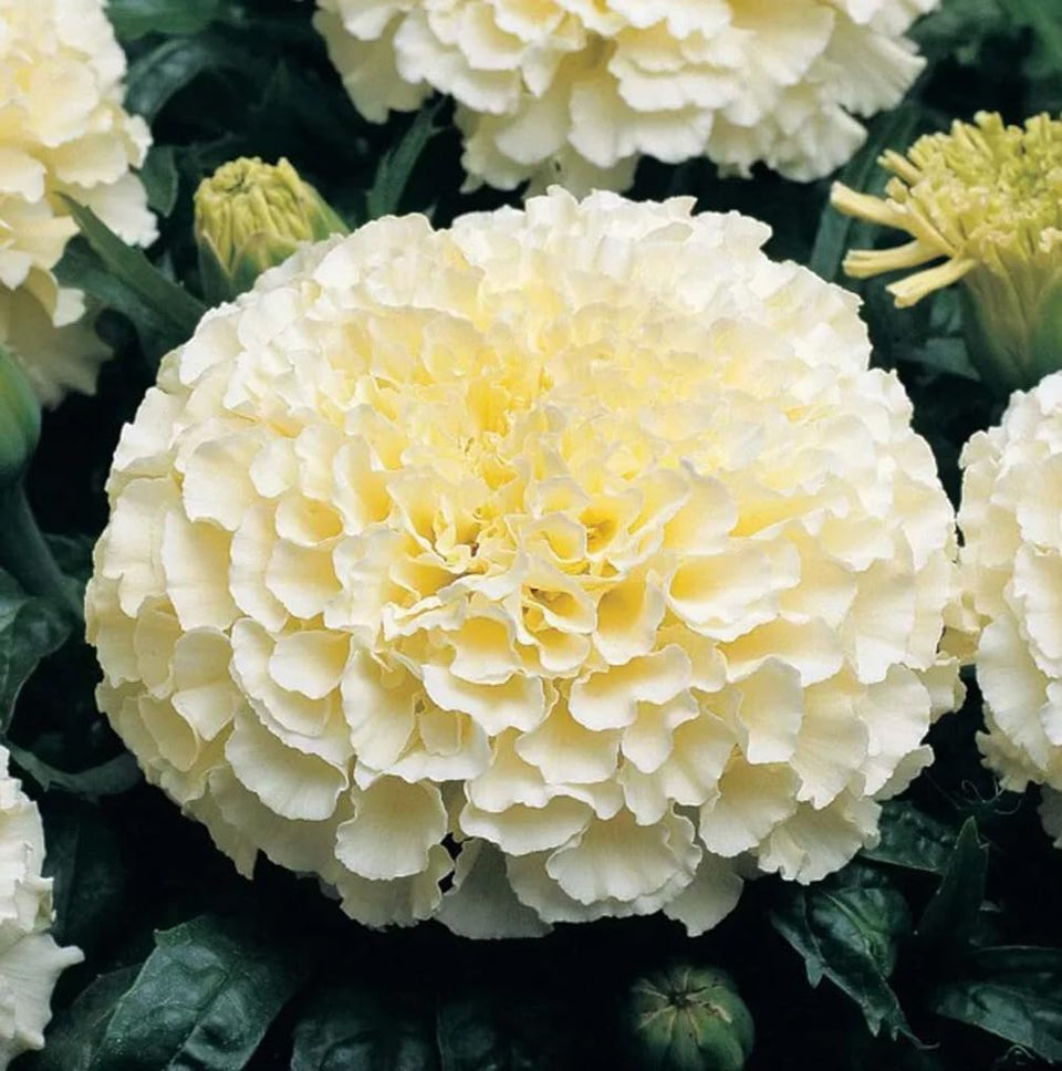 USBRANDSEED Moonlight double marigold seeds for garden beds, containers, and pollinator-friendly color