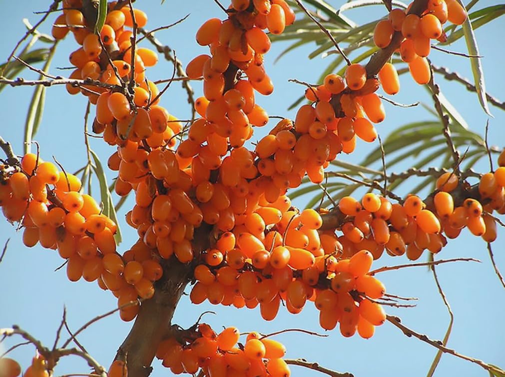 usbbrandseed sea buckthorn seeds germination — germinate in 10-14 days under ideal warmth.
