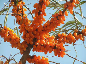 usbbrandseed sea buckthorn seeds germination — germinate in 10-14 days under ideal warmth.