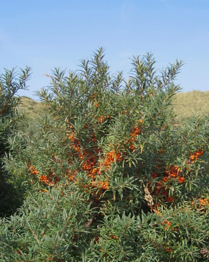 usbbrandseed sea buckthorn seeds hardy shrub — resilient plant for diverse soils.