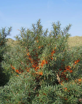 usbbrandseed sea buckthorn seeds hardy shrub — resilient plant for diverse soils.