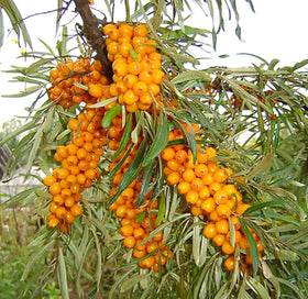 usbbrandseed sea buckthorn seeds planting — quick root setup for easy outdoor gardening.