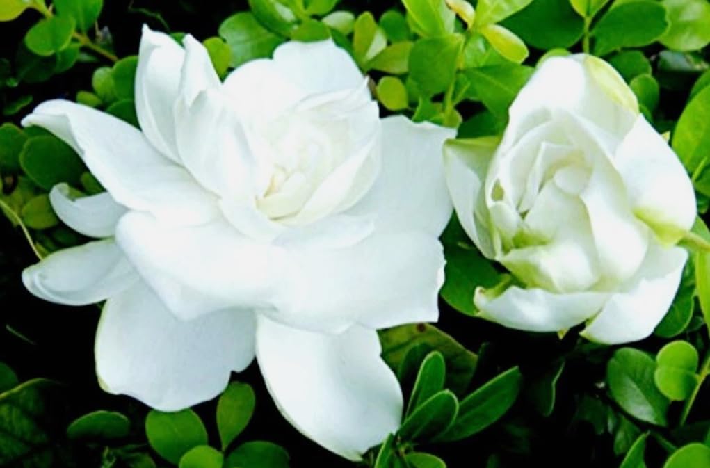 USBRANDSEED cape-jasmine-fragrant-shrub-seeds offer lush blooms and pleasant fragrance for patios.