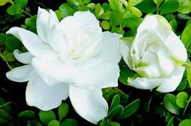 USBRANDSEED cape-jasmine-fragrant-shrub-seeds offer lush blooms and pleasant fragrance for patios.
