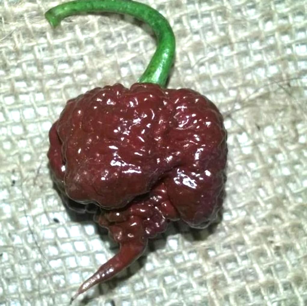 USBRANDSEED Chocolate Carolina Reaper seeds close-up, showcasing heirloom color and spicy potential.