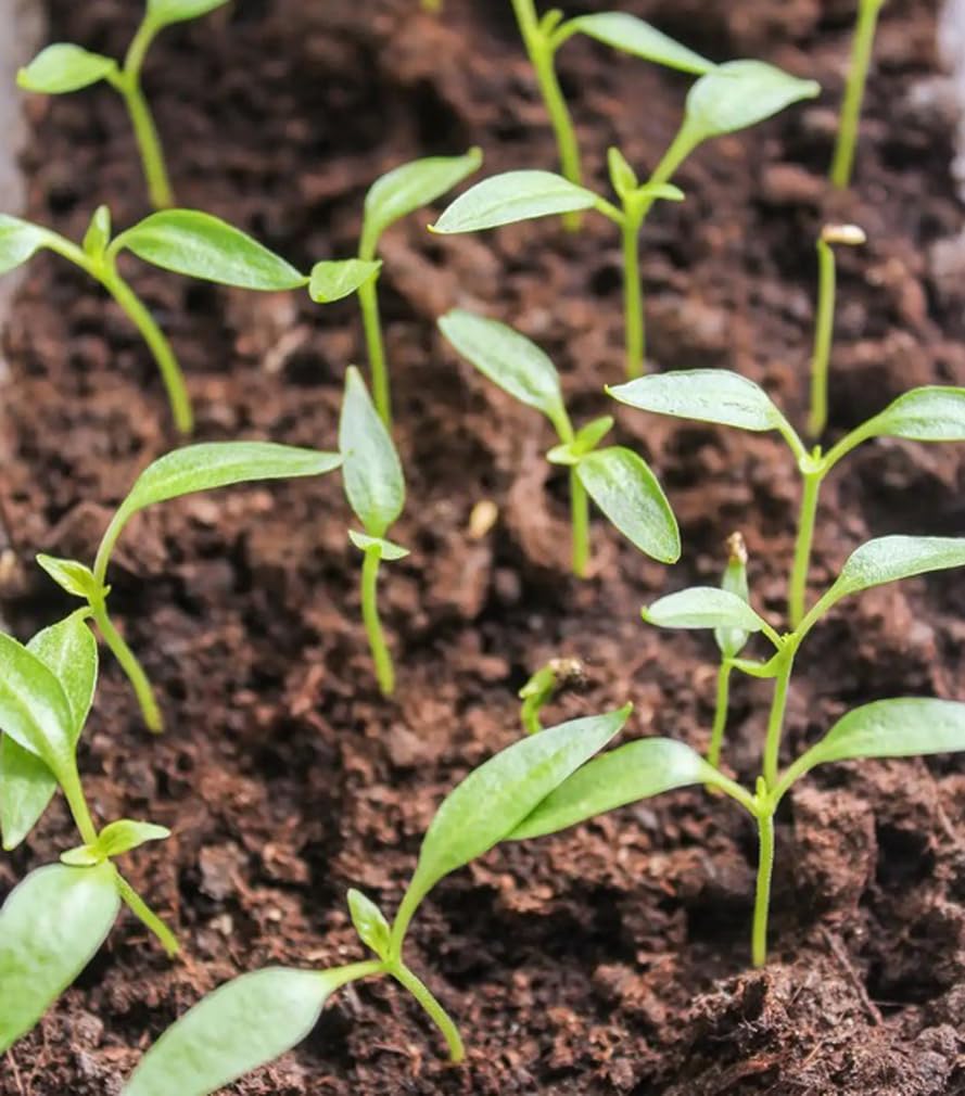 USBRANDSEED Chocolate Carolina Reaper seeds in garden growth, ideal for outdoor pepper farming.
