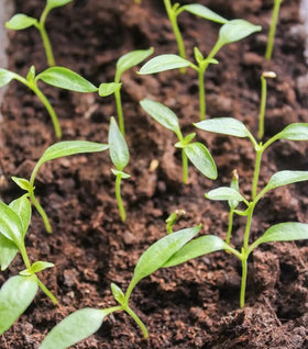 USBRANDSEED Chocolate Carolina Reaper seeds in garden growth, ideal for outdoor pepper farming.
