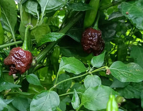 USBRANDSEED Chocolate Carolina Reaper seeds harvest, ready for home-grown hot peppers.