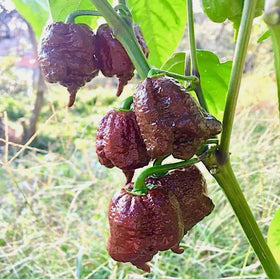 USBRANDSEED Chocolate Carolina Reaper seeds packaging, ideal for starting your pepper garden.