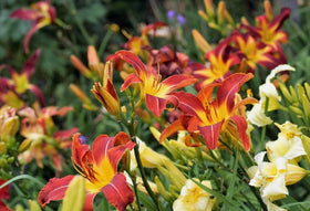 USBRANDSEED daylily seeds germinating in damp conditions, signaling colorful blooms ahead.