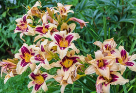 USBRANDSEED daylily blooms in mixed colors brighten borders and containers.