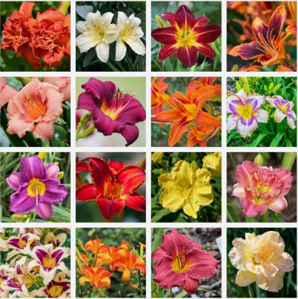 USBRANDSEED daylily seeds in a mixed-color packet, ideal for borders and containers.