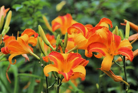 USBRANDSEED daylily seeds sowing in rich soil to create vibrant garden borders.