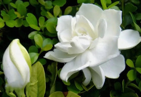 USBRANDSEED gardenia-jasminiodes-seeds-fragrant Cape Jasmine for sunny borders and indoor scent.