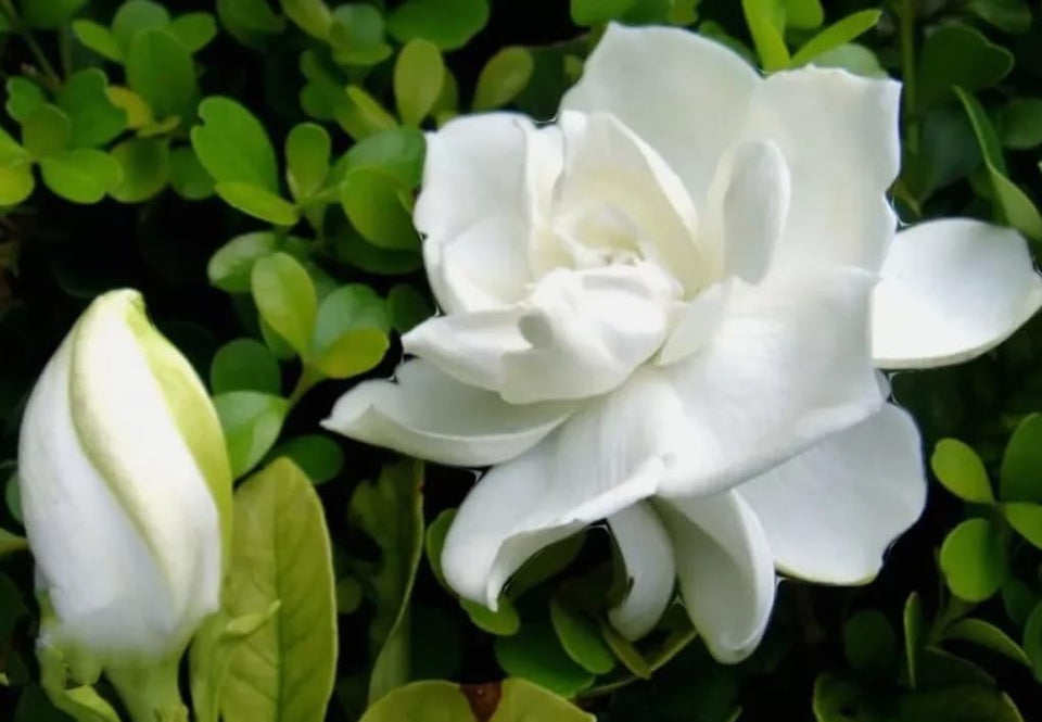 USBRANDSEED gardenia-jasminiodes-seeds-fragrant Cape Jasmine for sunny borders and indoor scent.