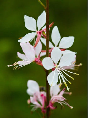 USBRANDSEED Gaura Lindheimeri in bloom for long-season garden color and nectar.