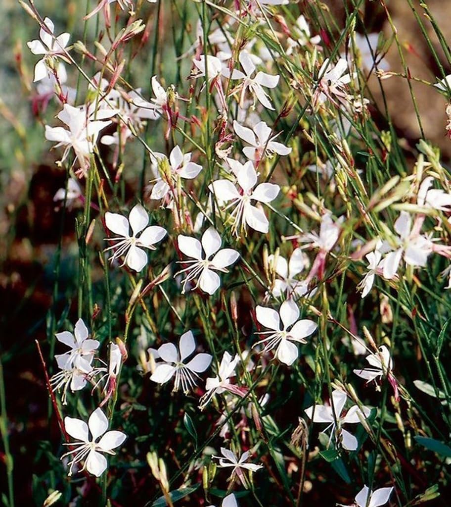 USBRANDSEED Gaura Lindheimeri thriving along borders for pollinator-friendly landscape.
