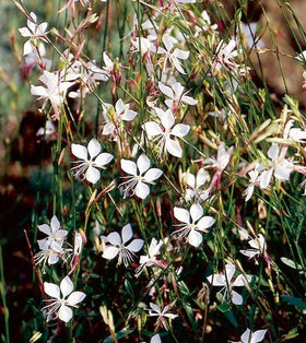 USBRANDSEED Gaura Lindheimeri thriving along borders for pollinator-friendly landscape.