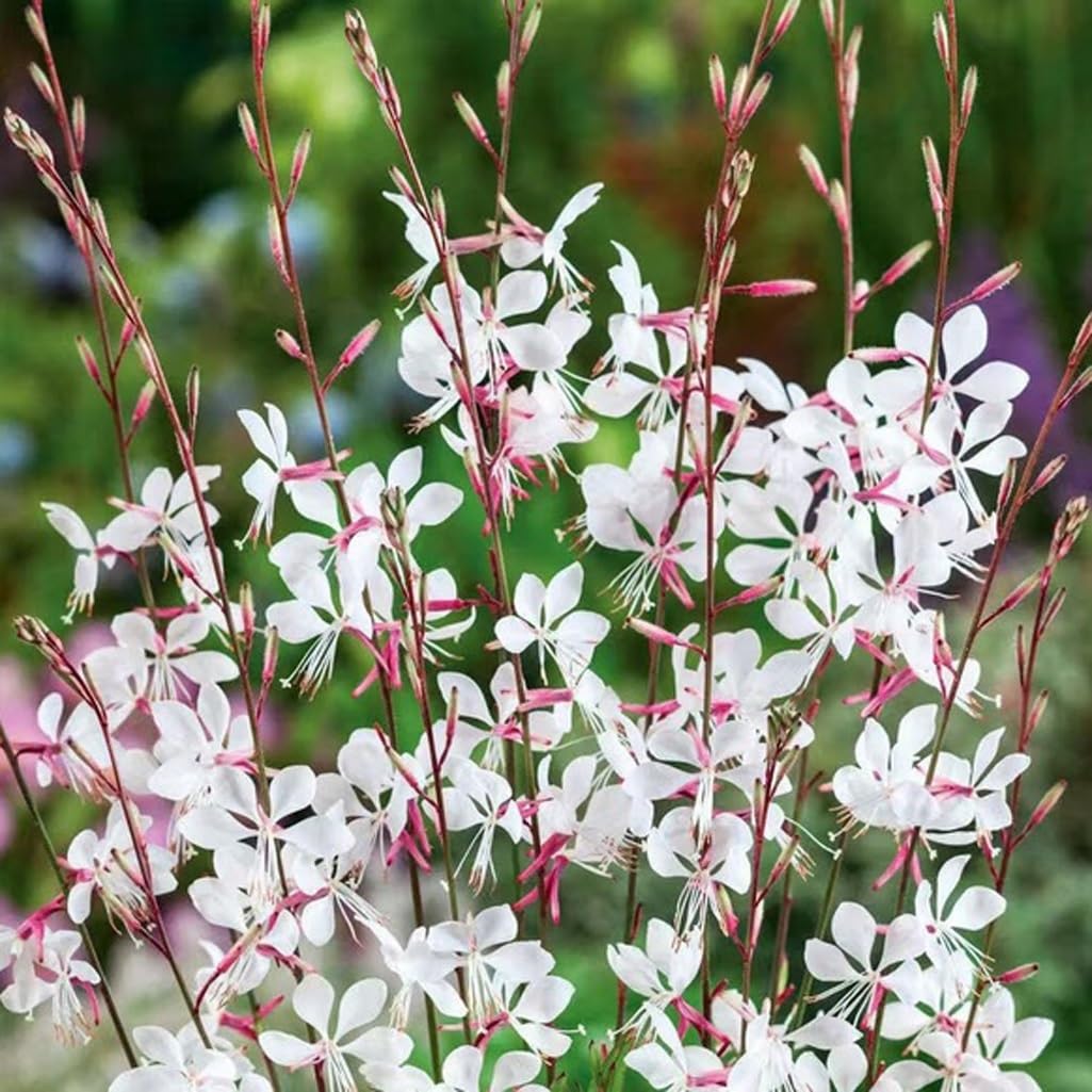 USBRANDSEED Gaura Lindheimeri seed packet ready for planting to attract pollinators.