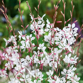 USBRANDSEED Gaura Lindheimeri seed packet ready for planting to attract pollinators.