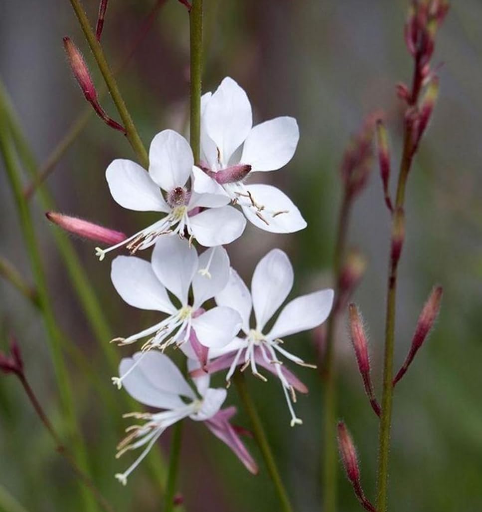USBRANDSEED Gaura Lindheimeri seed sowing in prepared soil for lively wildflower beds.