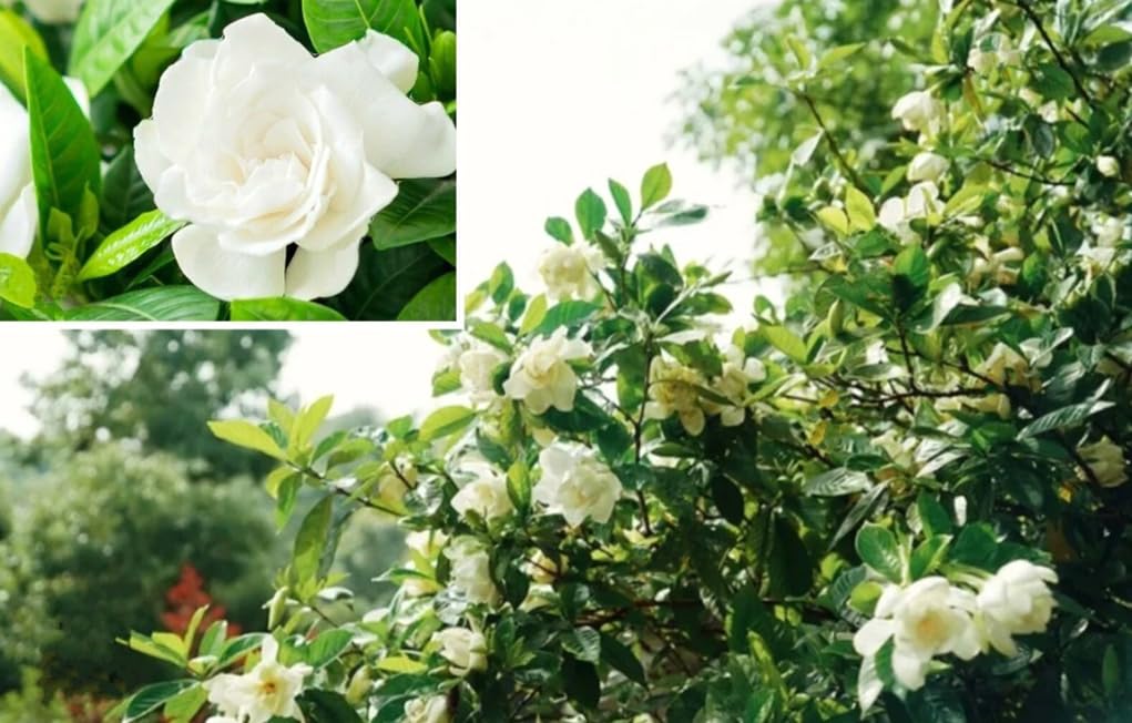 USBRANDSEED heirloom-gardenia-seeds slow-germinating but rewarding for ornamental pots.