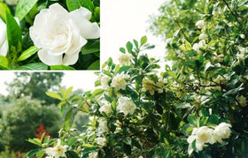 USBRANDSEED heirloom-gardenia-seeds slow-germinating but rewarding for ornamental pots.