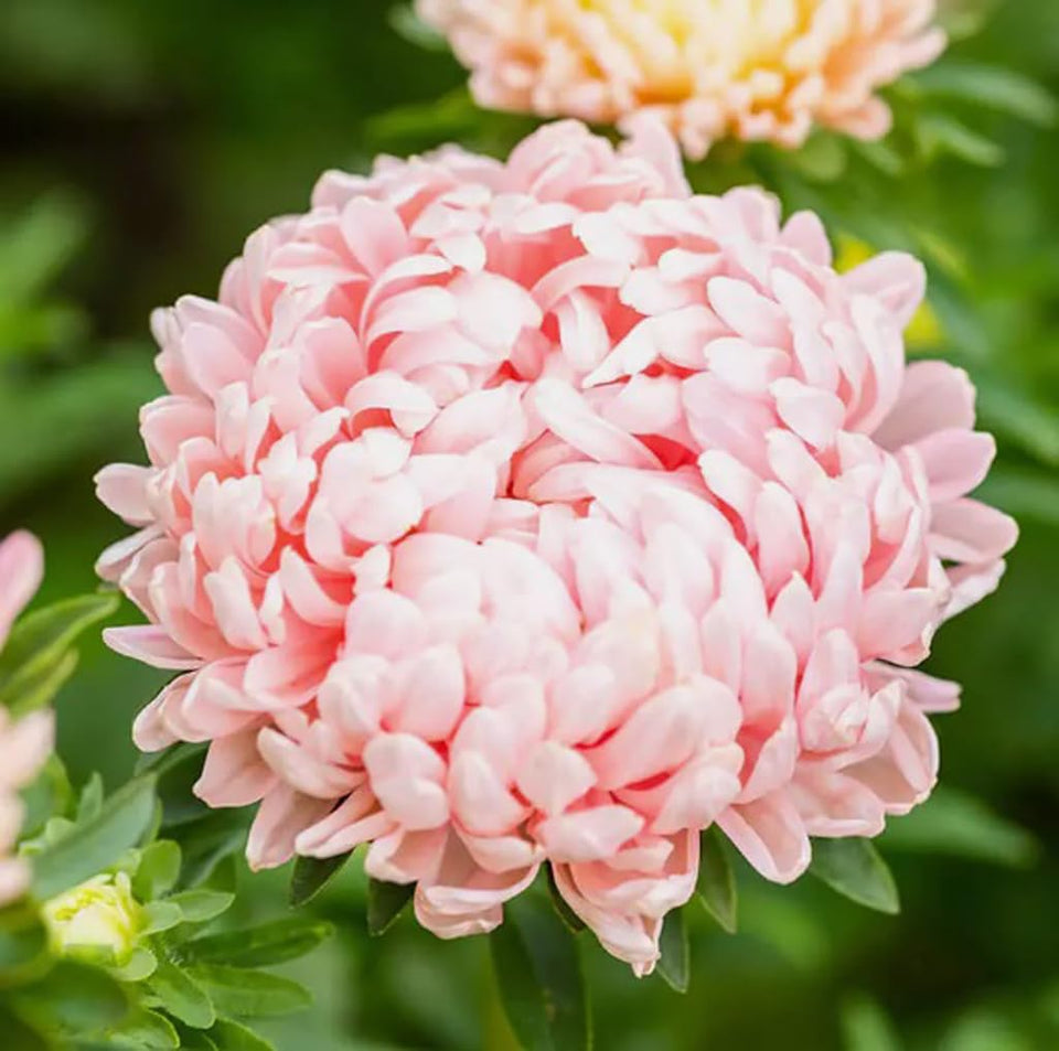 USBRANDSEED Peony Duchess Apricot Aster seeds for long-lasting garden blooms.
