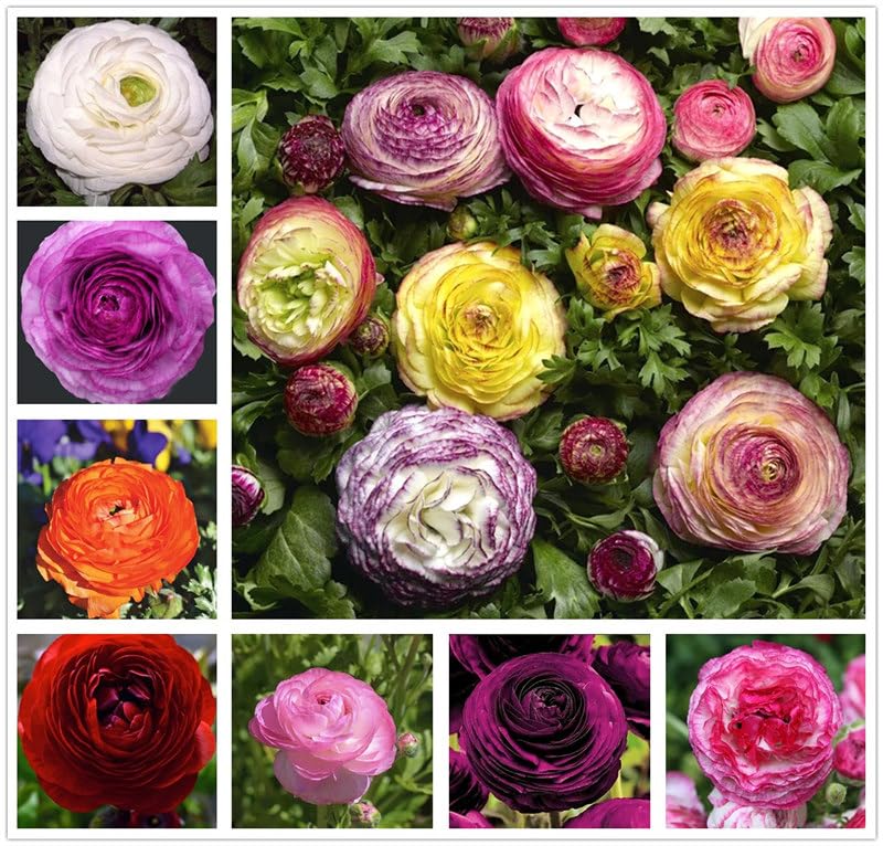 USBRANDSEED mixed color ranunculus bulbs ready to bloom in spring.