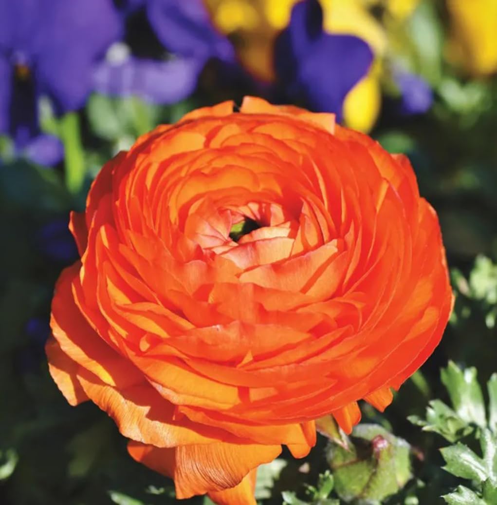USBRANDSEED ranunculus bulbs stored in a cool, dry spot until planting time.