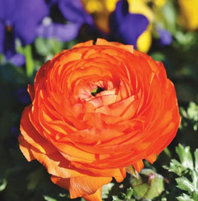 USBRANDSEED ranunculus bulbs stored in a cool, dry spot until planting time.