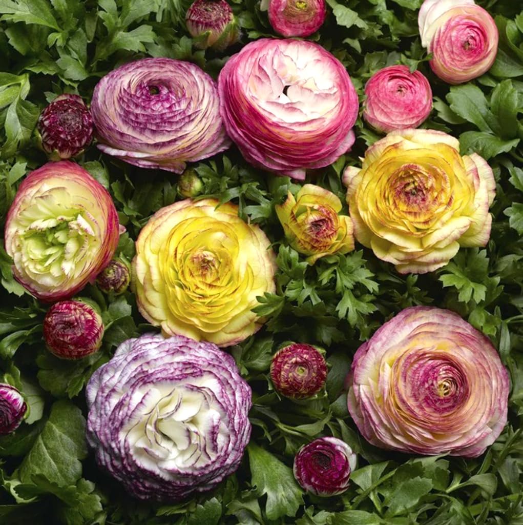 USBRANDSEED ranunculus bulbs soaking overnight to awaken before planting.
