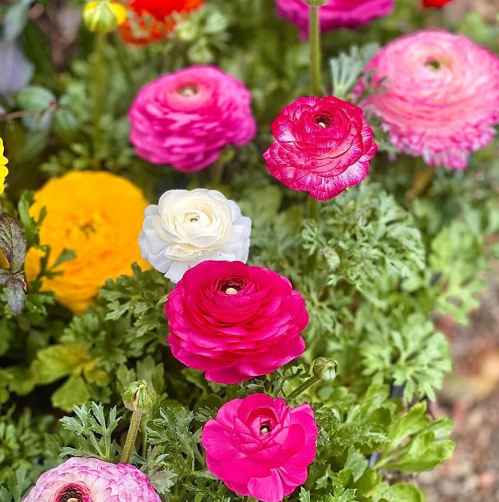 USBRANDSEED ranunculus planted in a garden bed for a lush spring display.