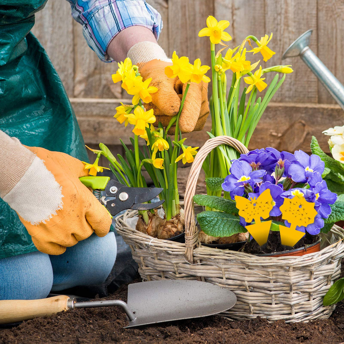 USKICH greenhouse and garden-safe traps catch pests in protected spaces