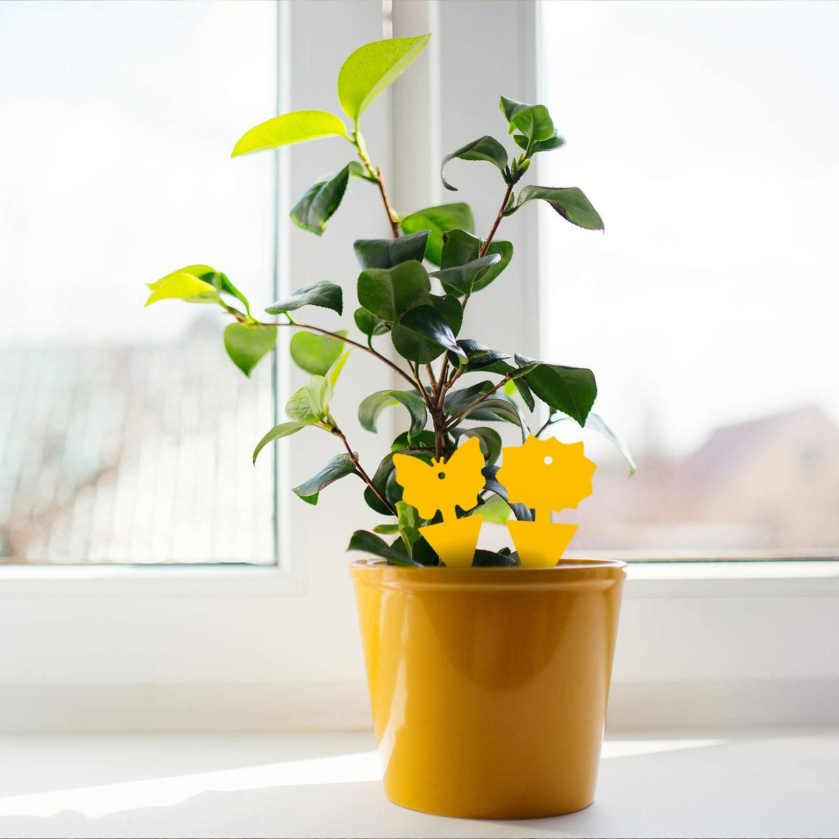 USKICH outdoor backyard traps simplify pest control near plants