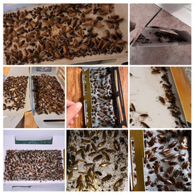 USKICH roach traps in kitchen to reduce infestations