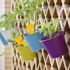 USKICH varied shapes for fruit fly traps fit small pots