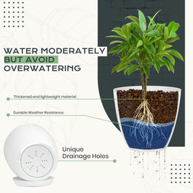 Utopia Home 6-inch drainage pot for compact spaces and tidy drainage.