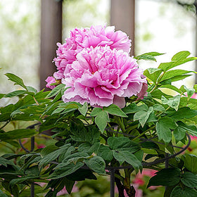 UYEDUJZ durable iron construction resists weather for long-lasting garden support