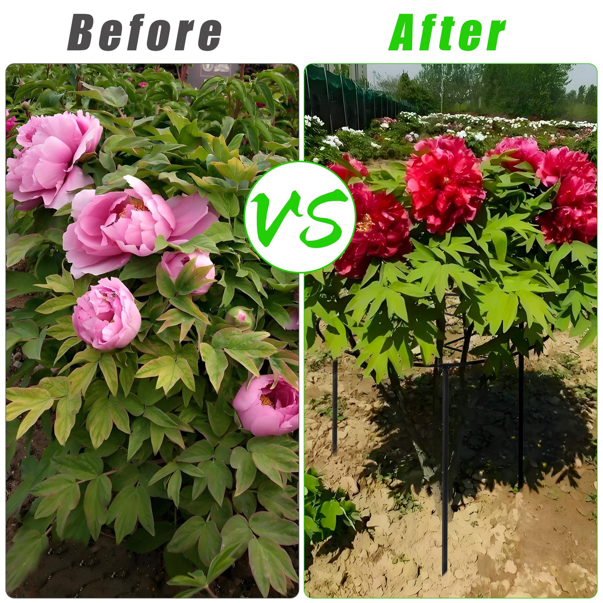 UYEDUJZ protects peonies from wind and rain while keeping blooms upright