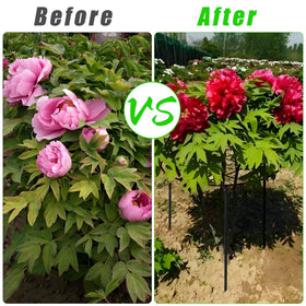 UYEDUJZ protects peonies from wind and rain while keeping blooms upright
