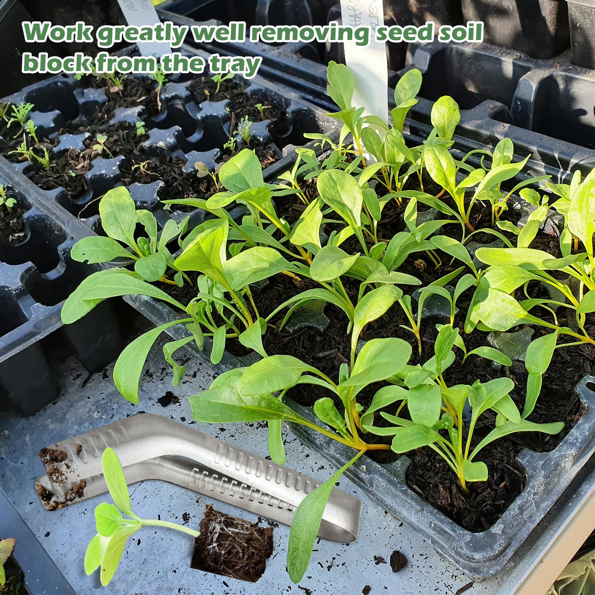 Uyeesi seedling tongs stainless steel close-up with polished surface
