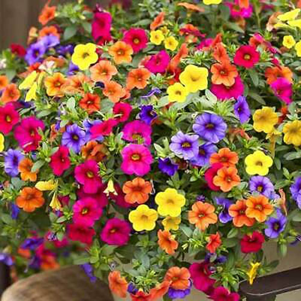 VAACNEE MOCCUROD seeds bloom, ideal for bright spring and summer pots.